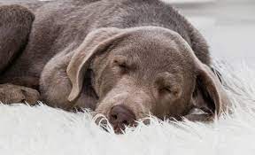 But don't let its style fool you, these beds are made specifically for heavy chewers. Best Dog Bed For Chewers One He Can T Get His Teeth Into