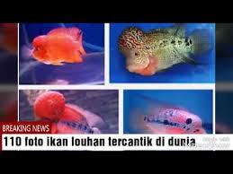 Ikan ini dapat tumbuh hingga mencapai panjang 1 m. 110 Foto Ikan Louhan Tercantik Di Dunia Youtube