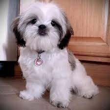 Photo Lovely Shih Tzu Puppies For Adoption Shih Tzu Puppy Puppy Adoption Shih Tzu Dog