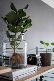 Maybe you would like to learn more about one of these? Piante Acquatiche Da Appartamento