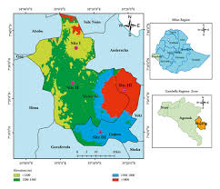 Image result for Lecaniodiscus fraxinifolius