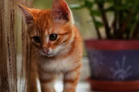 6 makanan untuk kucing sakit yang tepat agar cepat sembuh. Cacing Pita Dalam Usus Antara 5 Penyakit Yang Biasa Dialami Kucing I Suke Mstar
