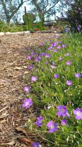 Image result for Geranium incanum