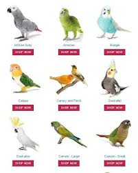 Types Of Birds You Can Have As Pets Pin By Mehdi Adj On Oiseaux In 2020 Budgies Pet Names Parrot