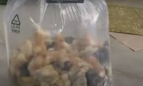 Din pacate nu toti comerciantii de pui fac acest lucru iar crescatorii sunt descurajati. Video DupÄƒ Ce Milioane De Pui De O Zi Au Fost UciÈ™i In Incubatoare È™eful Ansvsa Se ApÄƒrÄƒ Acea MÄƒsurÄƒ Se Impunea Stiri Pe Surse Cele Mai Noi Stiri