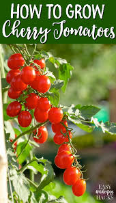 Check spelling or type a new query. How To Grow Cherry Tomatoes Easy Gardening Hacks