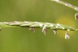 Image result for Glyceria