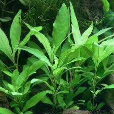 Image result for Hygrophila spiciformis