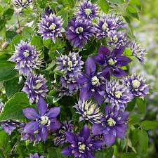 Check spelling or type a new query. Buy Clematis Group 3 Clematis Taiga Pbr 27 99 Delivery By Crocus