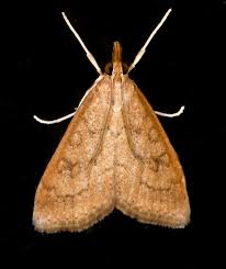 Image result for Gnidia burchellii