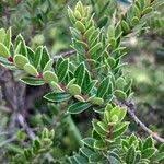 Image result for Vaccinium madagascariense