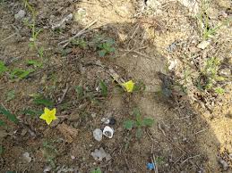 Image result for Xenostegia medium