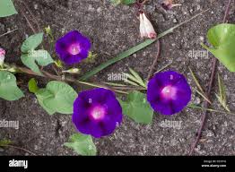 Image result for Ipomoea violacea
