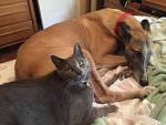Greyhounds and Cats - Fast Friends Greyhound Rescue