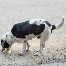 How long since the ingestion? Poisoning Bishops Stortford Vets