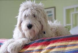 F1b goldendoodle puppies for sale. Lakeshore Doodles Has Top Quality Goldendoodles Puppies For Sale In Albion Ny