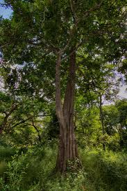 Image result for Synsepalum brevipes