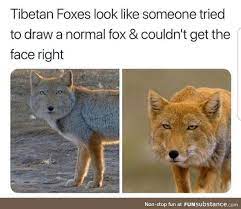 What Does The Fox Say Really Funny Memes Funny Animal Memes Stupid Funny Memes