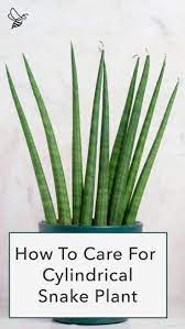 The Cylindrical Snake Plant Is Perfect For Even The Most Neglectful Plant Parents Sansevieria Plant Snake Plant Care Snake Plant