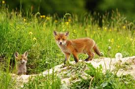Supporting the building and social housing foundation: 8 Of The Best Living Things And Their Habitats Resources For Ks1 Science
