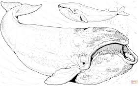 Bowhead Whale Coloring Page From Right Whales Category Select From 29188 Printable Crafts Of Cartoons Nature Whale Coloring Pages Bowhead Whale Whale Drawing
