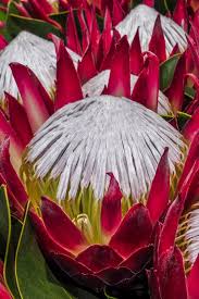 A Guide To Growing Proteas Sa Garden And Home