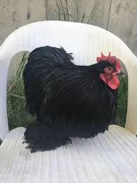 Bantams are very delicate to ship so it is highly important you give them immediate special attention on arrival. Reddit Meet Oakley My Bantam Cochin Rooster Chickens