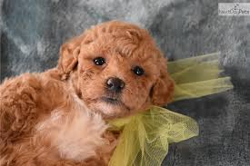 We are located in south texas, near mcallen, mission, alton, pharr, alamo, weslaco, mercedes. Yellow Bow Malti Poo Maltipoo Puppy For Sale Near Dallas Fort Worth Texas Fee36af2 B2a1
