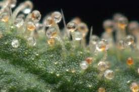 When To Harvest Marijuana Plants According To Trichome