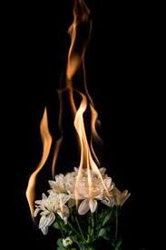 Black And White Flames Wallpaper White Flower On Fire With Flames On Black Background In 2020 Burning Flowers Rose On Fire Black Background Wallpaper