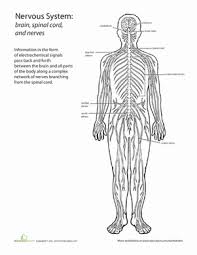 Inside Out Anatomy The Nervous System Worksheet Education Com Human Body Systems Nervous System Anatomy Nervous System