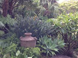 Frangipani Underplanted With Succulents Google Search Australian Garden Frangipani Tropical Garden Design