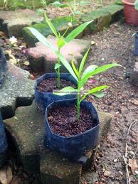 Mahkota dewa adalah tanaman herbal asli indonesia. Tanaman Pokok Buah Mahkota Dewa Tanamannya