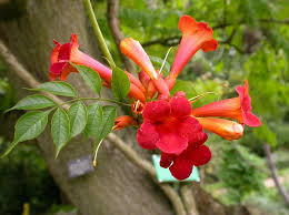 Image result for Bignoniaceae