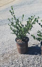 Pin On Southern Living Plants