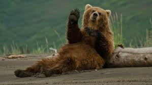 Image result for bear market
