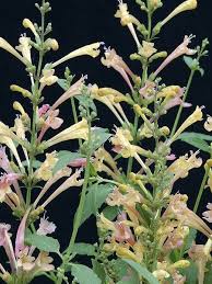 Image result for Asterochaete angustissima