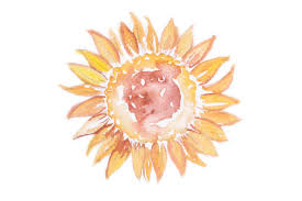 Download Watercolor Design Sunflower Svg Cut File By Creative Fabrica Crafts Creative Fabrica PSD Mockup Templates