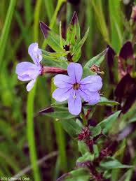 Image result for Lythrum