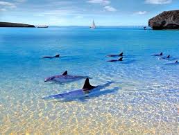 Maybe you would like to learn more about one of these? Visit Baja Sur Auf Twitter Increible Delfines En Balandra Bcs Amazing Dolphins In Balandra Beach See More Http T Co Zgxhiy2yfn Http T Co Yxovf1oc6h
