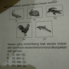 We did not find results for: Hewan Yg Berkembangbiak Biak Secara Vivipar Dan Ovovivipar Secara Berturut Turut Ditunjukkan Oleh Brainly Co Id