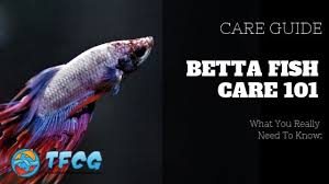 Check spelling or type a new query. Betta Fish Care 101 For Beginners Ultimate Guide