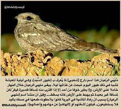 ملهي الرعيان animals owl bird
