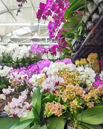 Grand opening branch myclinic on saturday, 28.9.19105, jalan mutiara emas 10/19, mount austin 81100 johor bahru, johor.there are ribbon cutting ceremony. This Wholesale Florist In Kl Sells Affordable Flowers From Only Rm1 They Have Online Delivery Too Kl Foodie