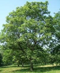 Juglans Wikipedia Tree Deciduous Trees Plants
