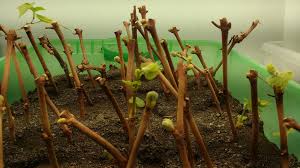 Image result for grapevine cuttings
