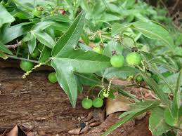 Image result for Passiflora suberosa