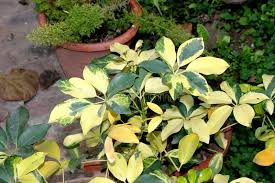 When umbrella tree becomes 10 years old, it leaves the ground and flies to the sky. Variegated Dwarf Umbrella Tree Schefflera Arboricola Variegata Stock Image Image Of Inflorescence Tree 135166939