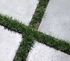 Mondo Grass Between Pavers Mondo Grass Dwarf Mondo Grass Garden Landscape Design