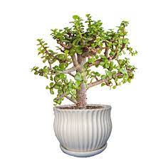Therefore it is recommended to place this plant in any sectors that requires a stronger wood element to nourish the energy. The Best Bonsai Plants For Home Or Office Ferns N Petals